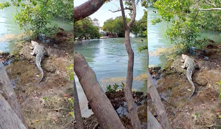 Cocodrilo acecha a bañistas dentro de su hábitat en Río Lagartos en Yucatán