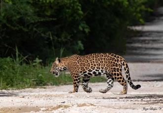 Captan a jaguares en la selva de Felipe Carrillo Puerto, Quintana Roo