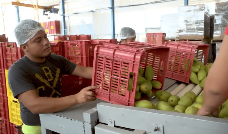 México logra cifra récord en venta de productos agroalimentarios al extranjero