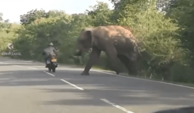 Elefante pide ayuda en la carretera para auxiliar a su cría