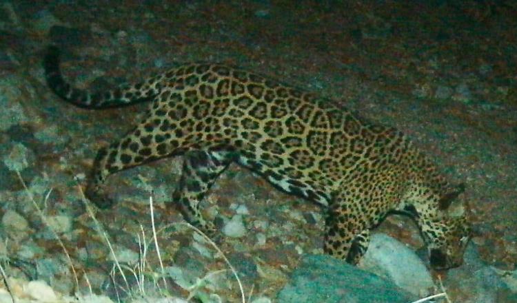 Reaparece ‘El Jefe’, jaguar emblema de la conservación en EE. UU. y México