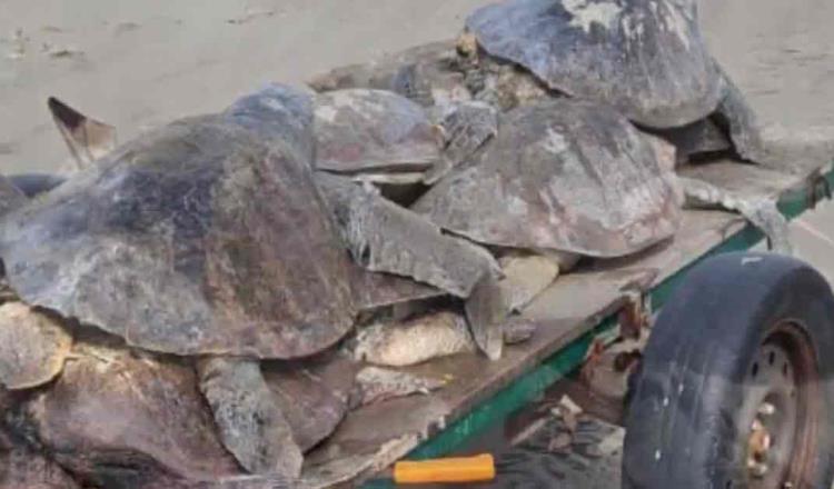 Arroja marea más de 250 tortugas muertas en Tonalá, Chiapas