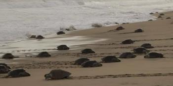 Custodian Semar y Profepa arribo de casi 300 mil tortugas golfinas en Oaxaca