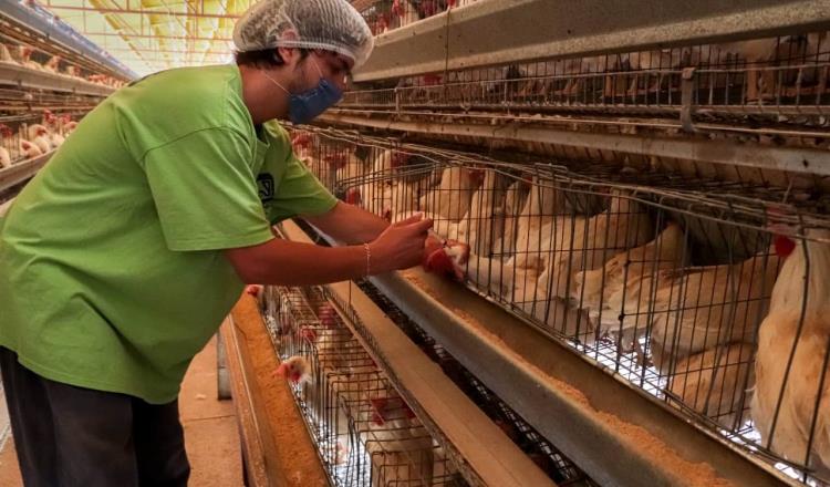Senasica levanta cuarentena por influenza aviar en unidades de producción de Coahuila y Durango