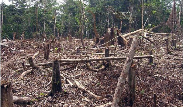 Pierde Tabasco más de 8 mil hectáreas de selva y manglares en la última década