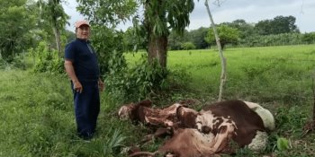 Habitantes de Dos Ceibas, Cunduacán, piden apoyo de autoridades contra abigeos que operan en la zona