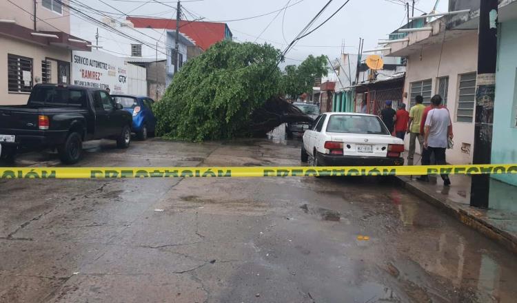 Fuertes lluvias provocan caída de 2 árboles en Villahermosa