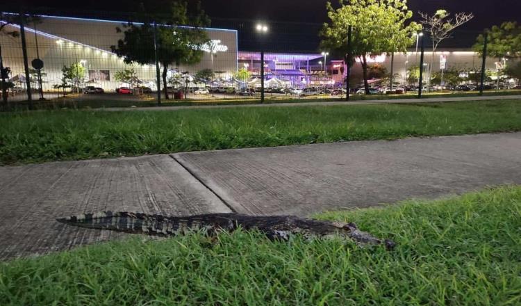 Capturan a lagarto que “paseaba” frente a Plaza Altabrisa