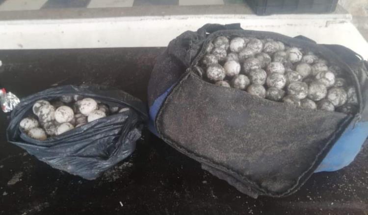 Recuperan 950 huevos de tortugas saqueados de nidos en playas de Tonalá, Chiapas