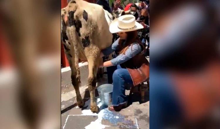 Ordeña diputada del PRI a vaca frente a la Cámara en exigencia de apoyos para el sector lechero