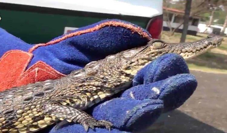 PC rescata 2 cocodrilos diarios en Centro ante temporada de lluvias