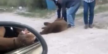 [VIDEO] Asesinan a osito que buscaba agua y comida en Cumpas, Sonora