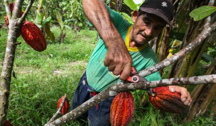En 20 años la producción de cacao en Tabasco pasó de 40 mil a sólo 18 mil toneladas: Cacaoteros