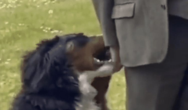 Viralizan a perrito de presidente irlandés, pedía al político su atención