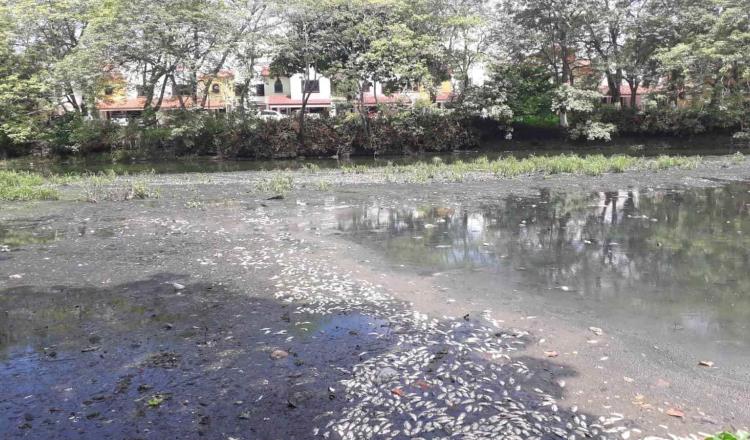 Proponen ciudadanos proyecto de 200 mdp para erradicar aguas negras de laguna de Las Ilusiones