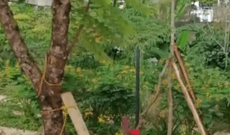 Refuerza Centro árboles en riesgo de caer en el malecón de Gaviotas