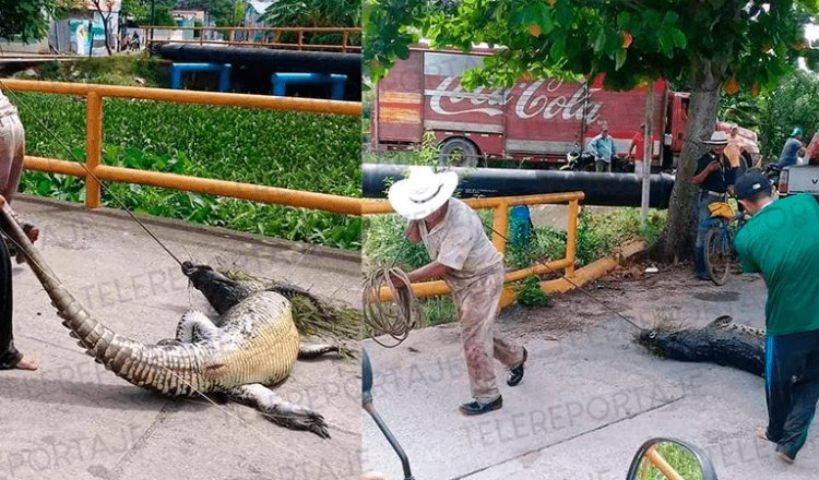 Salvan a cocodrilo de ser devorado por pobladores de Tepetitán