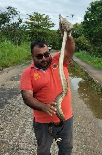 Capturan serpiente en CBTA 93 de Tacotalpa