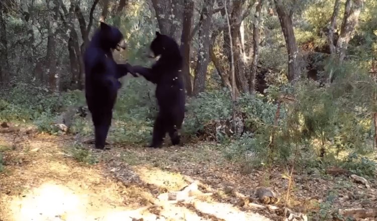 Captan a 2 osos “bailando” en Sierra de Zapalinamé en Saltillo, Coahuila