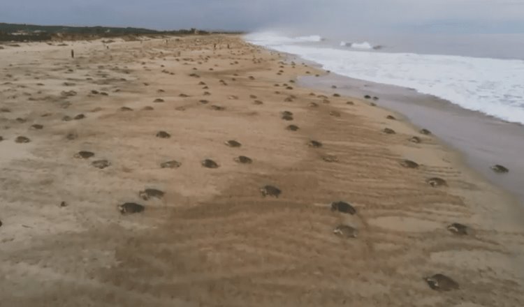 [VIDEO] Arriban al Santuario Playa de Escobilla miles de tortugas golfinas a desovar