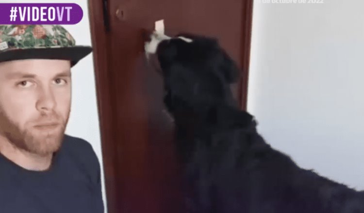 ¿Quieres enseñarle a tu perro a cerrar una puerta?, aquí te decimos cómo