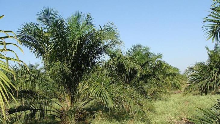 Tabasco, 3er lugar nacional en producción de palma de aceite: Expo Canacintra