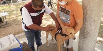 ¡Adiós a la rabia! Arranca este lunes programa de vacunación en Centro