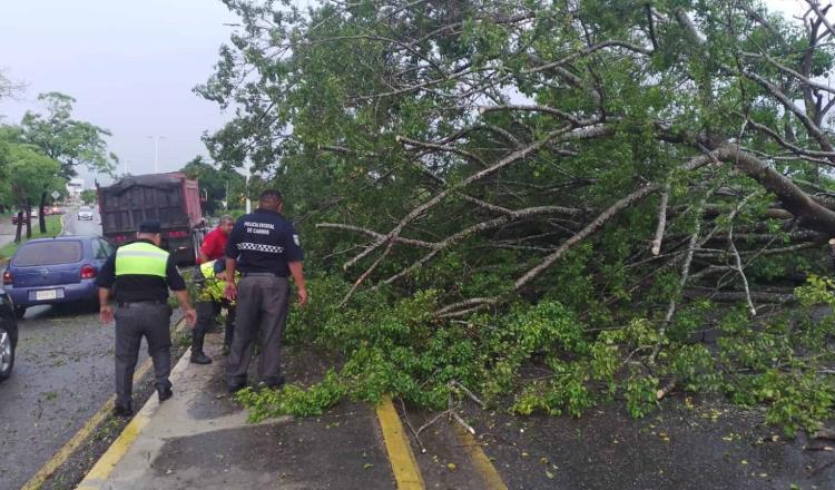 Cae árbol en avenida Luis Donaldo Colosio y provoca caos vial 