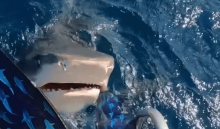 ¡La vio cerca! Mujer se salva de ser mordida por un tiburón en Hawái