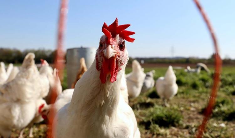 Detectan influenza aviar AH5N1 en granjas de Nuevo León y Chiapas