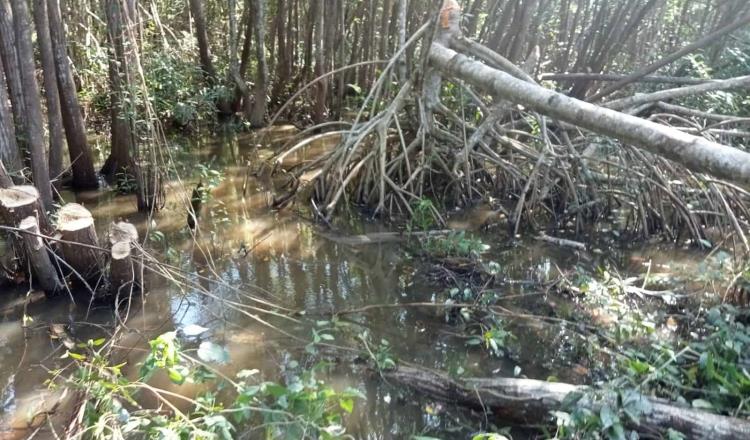 Ejidatarios detienen obra de CFE por derribe de manglares y daños al ecosistema en Centla