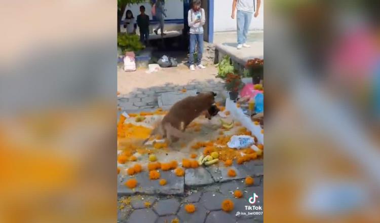 ¡Convierten altar en ring! perritos destruyen ofrenda con pelea