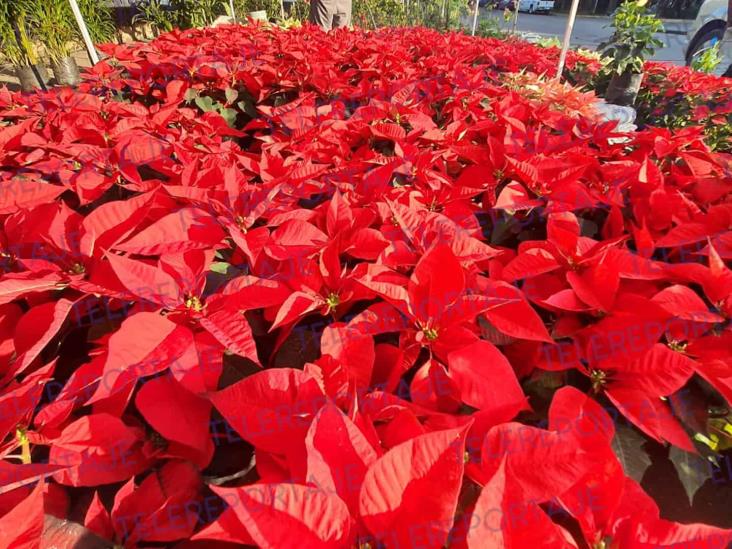 Ya venden flor de Nochebuena en Villahermosa