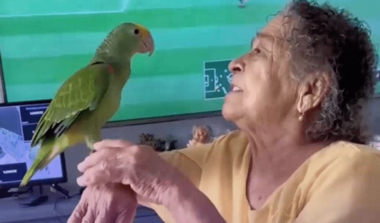 Regalan loro a abuelita; jugaba con uno de mentira para no sentirse sola