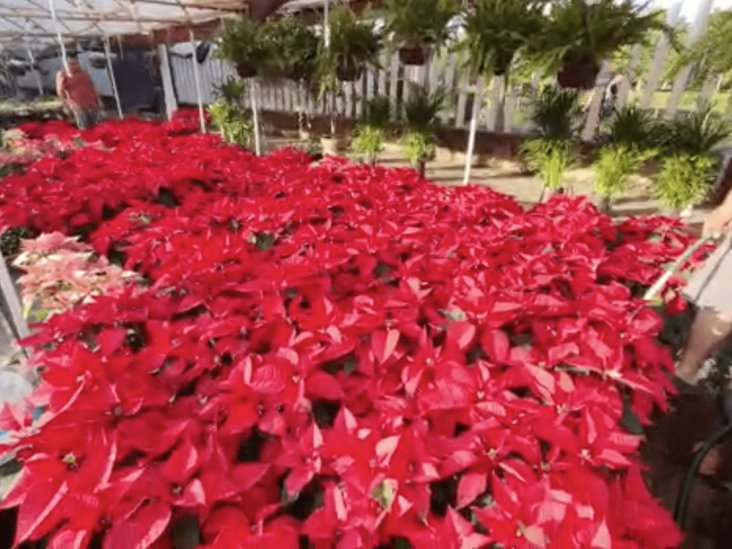 A Villahermosa llega la flor de Nochebuena