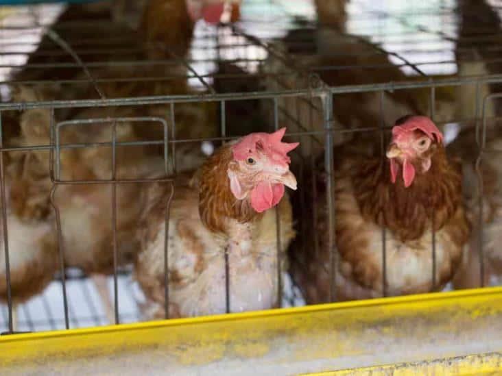 Detectan influenza aviar AH5N1 en 9 estados mexicanos
