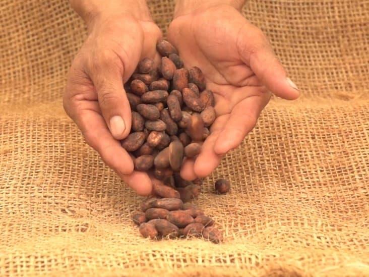Impulsa Turismo Banco del Cacao, busca darle valor de moneda como en antaño
