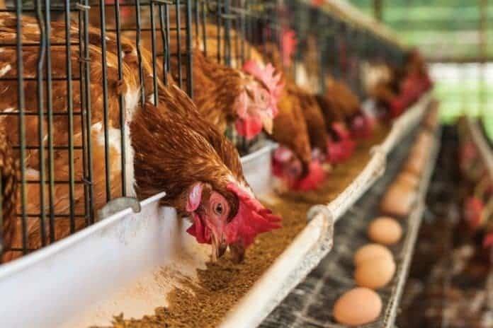 Golpea gripe aviar la producción de huevo en EE.UU. y México