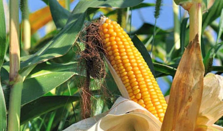 EE.UU. pide consultas a México por prohibición de maíz transgénico