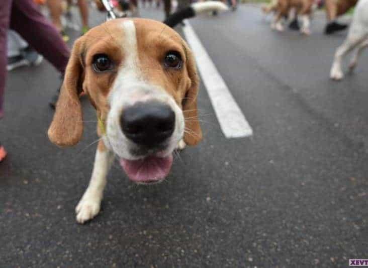 Obligará Senado la creación en Tabasco de la Fiscalía Especializada contra el Maltrato Animal: PVEM