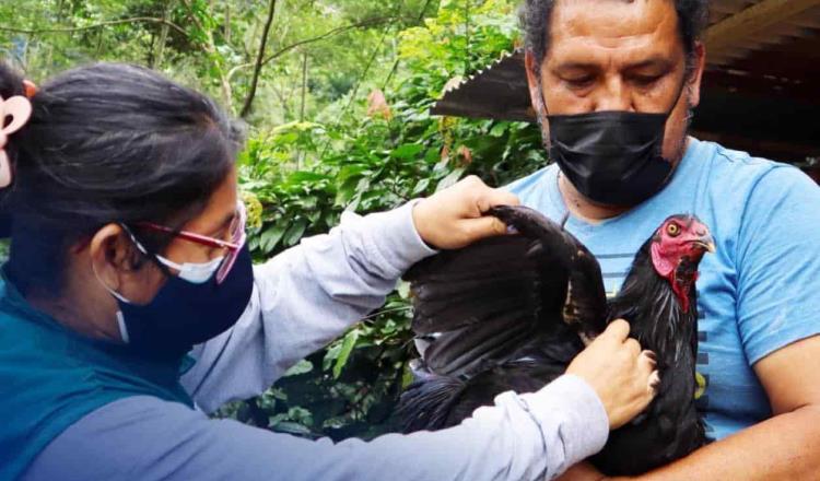 Sacrifican en Perú más de 37 mil aves de corral, tras brote de gripe aviar