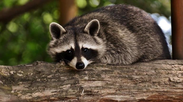 Mapache ataca a niña en EE. UU. y su madre la salva