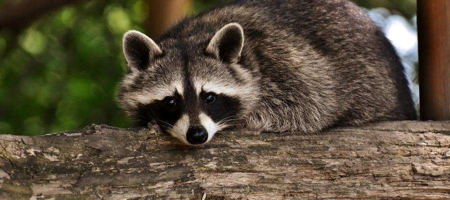 Mapache ataca a niña en EE. UU. y su madre la salva