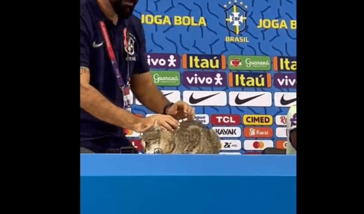 Avientan a gato que interrumpió conferencia de prensa de Vinicius Jr.