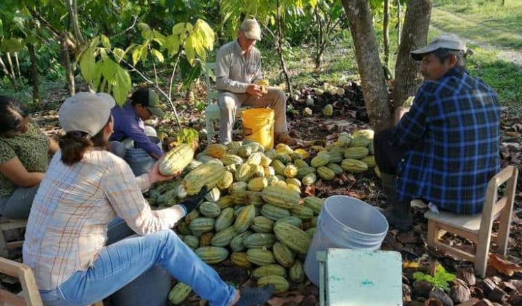 Renuncia Rafael Vila, líder nacional de cacaoteros, a presidencia del SISPRO