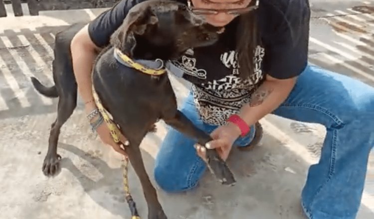 Perrito arrastrado en moto en Tacotalpa, salva su vida