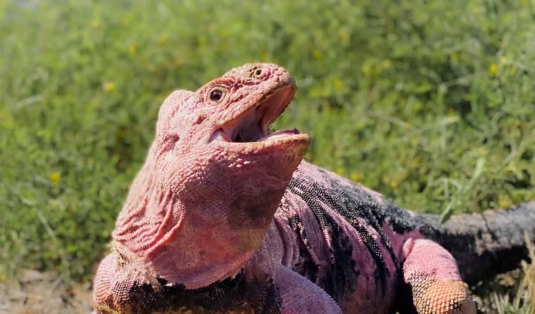 Hallan en Islas Galápagos crías de iguanas rosadas que se creían casi extintas