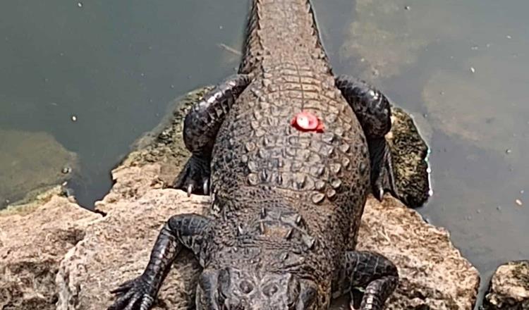 Cocodrilo con taparrosca en lomo en laguna de Villahermosa, desilusiona a turista