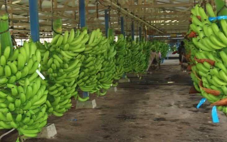 Logran bananeros de Tabasco excluir al sector del TLC con Ecuador