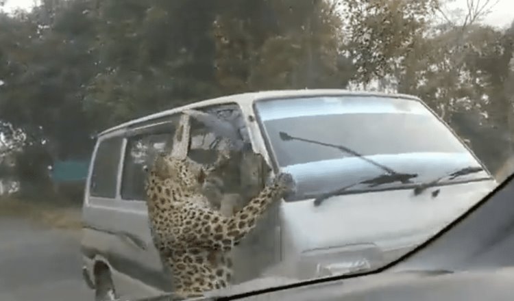 Ataque de leopardo deja 13 personas heridas en India